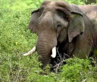 Shocking Incident: Digboi Elephant Poaching Incident Leaves Animal Severely Injured, Tusk Cut Off