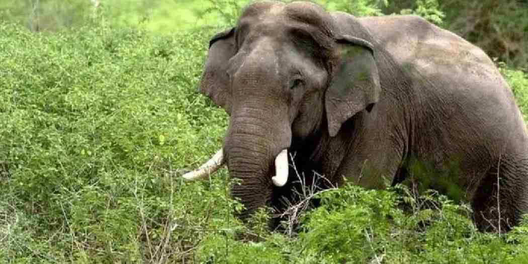 Shocking Incident: Digboi Elephant Poaching Incident Leaves Animal Severely Injured, Tusk Cut Off